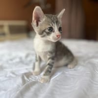 LUNOR Chaton Mâle, type européen, chat à adopter