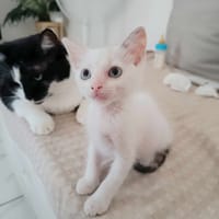 Lily Rose, la câline, chatte à adopter