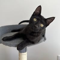 MANOLO, chat à adopter