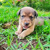 ARROW le petit joueur, chien à adopter