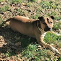 TAYCO, chien à adopter