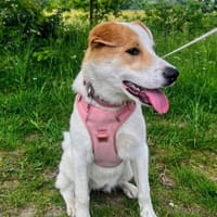 Nancy, female dog to adopt