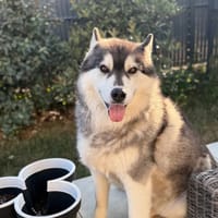 OSCAR SNOW, chien à adopter