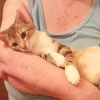 Vénus, chatte à adopter
