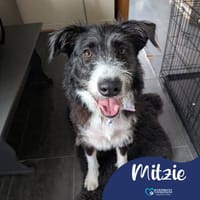 Mitzie, female dog to adopt