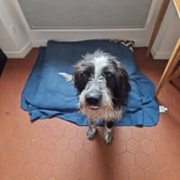 TOTO, chien à adopter