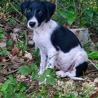 Crumble, mâle croisé berger, né le 26/06/2025 🐶, chien à adopter
