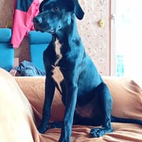 Taonga, chien à adopter
