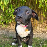 Aqua, femelle croisée berger, née le 01/07/2025 🐶, chienne à adopter