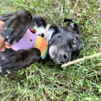 Claudia, femelle berger, née le 21/06/2025 🐶, chienne à adopter