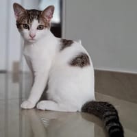Yoda, chatte à adopter