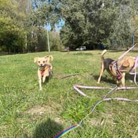 Whisky, suczka do adopcji