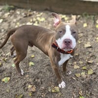 Krokiet, pies do adopcji