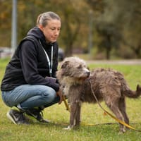 Mysza, suczka do adopcji