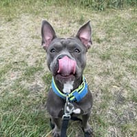 Bibi, suczka do adopcji