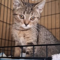 Burasia, kotka do adopcji