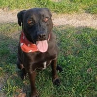 FARAH 💜 liebenswert & schmusebedürftig, Hündin zur Adoption