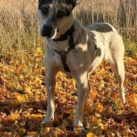 Mayla  fröhliche Entdeckerin sucht, Hündin zur Adoption