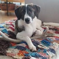 Traumhund sucht Traumzuhause, Hündin zur Adoption
