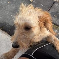 Kleiner Meister Eder sucht Familie, Hund zur Adoption