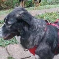 Anima, wunderschön sucht Körbchen, Hündin zur Adoption