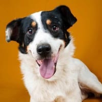 Toni sucht sein Glück, Hund zur Adoption