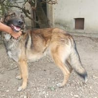 Max, schöner Rüde sucht neues Zuhause, Hund zur Adoption
