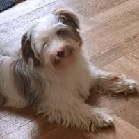 EDDI - Kleiner Mann mit Handicap, Hund zur Adoption
