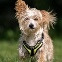 Prjanik wartet auf seine Familie!, Hund zur Adoption