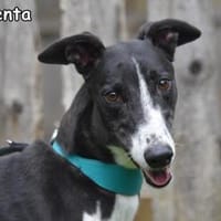 TORMENTA, Hündin zur Adoption