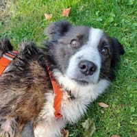 Enzo - sanftes Herz sucht ruhigen Hafen, Hund zur Adoption