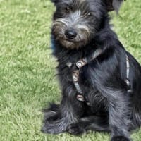 Ich heiße Flora ....  mit Video, Hund zur Adoption