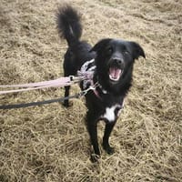 Hanuta ist eine zarte Prinzessin 🐾, Hündin zur Adoption