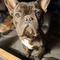 Peter - ist unkompliziert, Hund zur Adoption