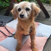 RANIA  - Omi sucht Endstelle, Hündin zur Adoption