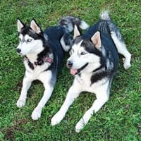 Selah und Nanuk ❤❤, Hund zur Adoption