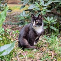 Luisa - kleine Streunerin mit großem ❤, Katze zur Adoption