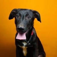 Nero,  sensibel,  verschmust und verspie, Hund zur Adoption