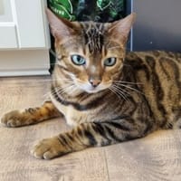 BUBI, Kater zur Adoption