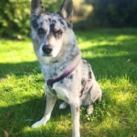 Yoko - der Sportler, Hund zur Adoption