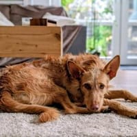 Strubbel Podenca Zuma sucht ihr Zuhause, Hündin zur Adoption