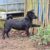 Sonnenschein SUSAN sucht ihr Zuhause, Hündin zur Adoption