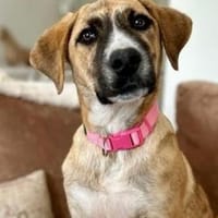 Rose ist ein wahrer Glückspilz, Hündin zur Adoption