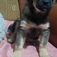 Nina, suche liebevolle Hände für immer, Hündin zur Adoption