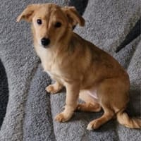 Senna, kleiner Welpe sucht neues Zuhause, Hündin zur Adoption