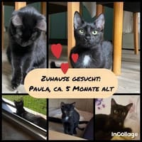 PAULA sucht forever Home❤, Katze zur Adoption