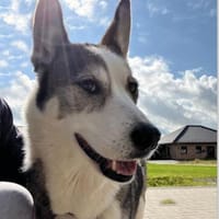 Sportliche Nala sucht ihre Familie !, Hündin zur Adoption
