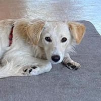 Toller Familienhund, Hund zur Adoption