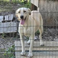 Sala, wunderschöne Hündin sucht Zuhause, Hündin zur Adoption