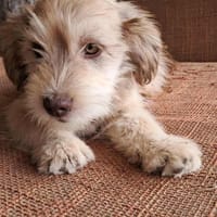 Nunu, kleiner Mann sucht Zuhause, Hund zur Adoption